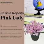 Callisia Rosato Pink Fairy Lady [Winter Thermal Packaging Included] Plant | Vibrant Indoor Plant with Striking Pink Foliage | Ideal for Home Decor and Small Spaces Houseplants Live Indoor House Plant