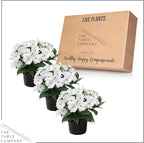 Live Flowering Sunpatiens - White (3 Plants Per Pack), Beautiful Annual Summer Color, 10" Tall by 6" Wide in 1 Quart Pot