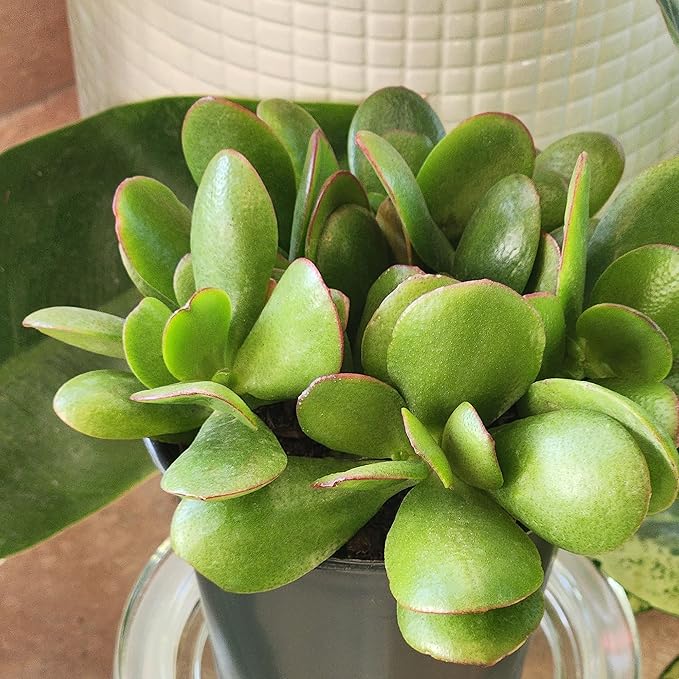 Altman Plants Non-Toxic Portulacaria Succulent Mix (4 Pack), Pet Safe Succulents, Easy Plant Care, 1 Quart Grower Pots, Rotating Varieties, Real Succulents & Houseplants for Plant Lovers