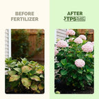 Hydrangea Fertilizer – Liquid Plant Food for Bigger Blooms, Rich Flower Color & Stronger Root Development, 32 oz