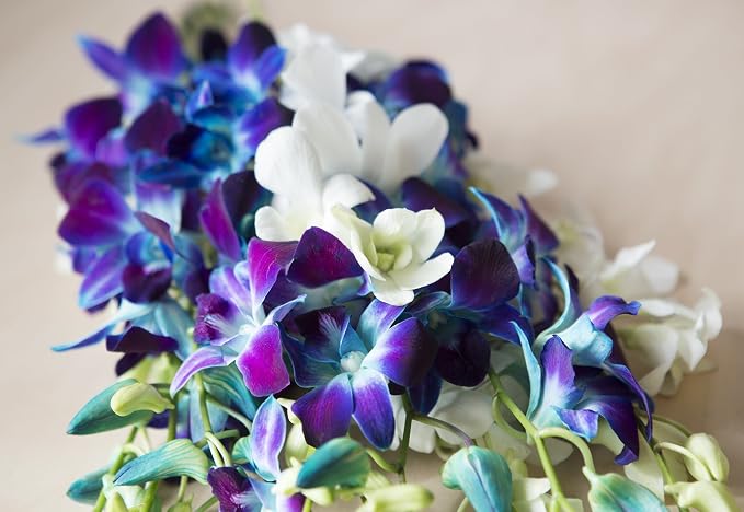 KaBloom - 5 Blue Dendrobium Orchids & 5 White Dendrobium Orchids with Free Vase - Fresh Flowers for Birthday, Valentine's & Mother's Day