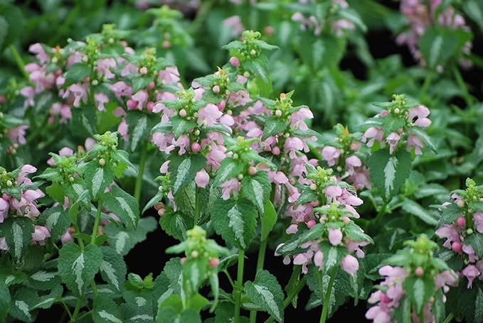 Perennial Farm Marketplace Lamium maculatum ‘Shell Pink’ (Dead Nettle) Live Perennial, Size-#1 Container, Soft Pink Spring Flowers with Variegated Foliage