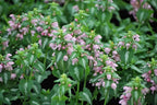 Perennial Farm Marketplace Lamium maculatum ‘Shell Pink’ (Dead Nettle) Live Perennial, Size-#1 Container, Soft Pink Spring Flowers with Variegated Foliage