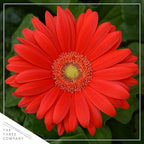 Live Flowering Gerbera Daisies - Red (3 Plants Per Pack) - Beautiful Spring Flowers - 12" Tall by 5" Wide in 1 Qt Pot