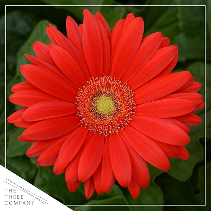 Live Flowering Gerbera Daisies - Red (3 Plants Per Pack) - Beautiful Spring Flowers - 12" Tall by 5" Wide in 1 Qt Pot
