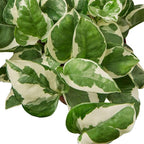 Pothos 'N'joy' Live Plant for Indoor | Different Houseplants in 4'' & 6'' Pot | Real House Plant for Living Room, Office, Desk & Bathroom | Epipremnum Aureum