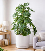 D'vine Dev 16 Inch Ceramic Planter Pot with Drainage Hole and Saucer, Indoor Cylinder Round Planter Pot, White, 94-O-H-1