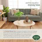 Live Braided Money Tree Pachira Aquatica Indoor Houseplant in Arcadia Garden Product's Branded Plastic Pot, Tropical Plant Collector Gift for Home and Garden Decor, 4-in, Beige