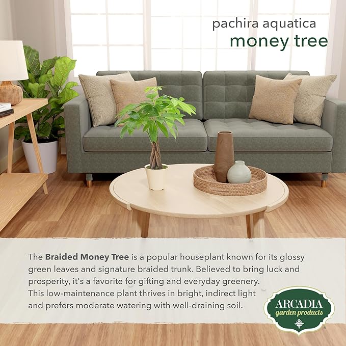 Live Braided Money Tree Pachira Aquatica Indoor Houseplant in Arcadia Garden Product's Branded Plastic Pot, Tropical Plant Collector Gift for Home and Garden Decor, 4-in, Beige