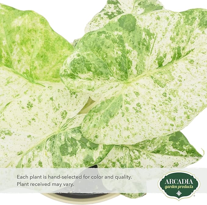 Arcadia Garden Products Live Odora Batik Alocasia Variegated Rare Indoor Houseplant in Plastic Pot, Tropical Plant Collector Gift for Home and Garden Decor, 4-inch, Beige