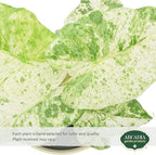 Arcadia Garden Products Live Odora Batik Alocasia Variegated Rare Indoor Houseplant in Plastic Pot, Tropical Plant Collector Gift for Home and Garden Decor, 4-inch, Beige