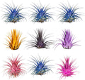 Air Plants - Tillandsia Ionantha - Organically Enhanced Color - Live Arrival Guaranteed - House Plants for Home Decor & Gift (9 pk Combo, 3pk Blue Bell + 6pk Mix)