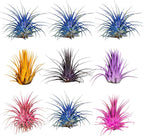 Air Plants - Tillandsia Ionantha - Organically Enhanced Color - Live Arrival Guaranteed - House Plants for Home Decor & Gift (9 pk Combo, 3pk Blue Bell + 6pk Mix)