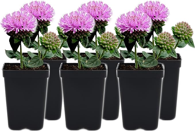 Coyote Mint 6 Live Plants (Monardella villosa) – California Native Wildflower for Outdoor Gardens, Drought Tolerant Pollinator Friendly Landscaping