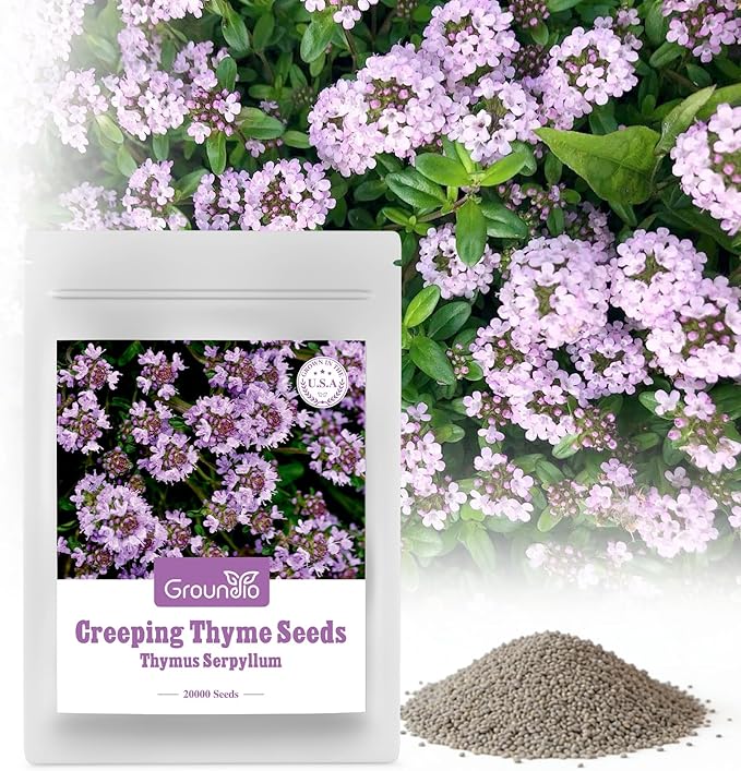 Groundio 20000+ Creeping Thyme Seeds Ground Cover Plant, Perennial Thyme Flower Seeds for Planting Outdoor, Low Maintenance, Grown in The USA