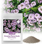 Groundio 20000+ Creeping Thyme Seeds Ground Cover Plant, Perennial Thyme Flower Seeds for Planting Outdoor, Low Maintenance, Grown in The USA