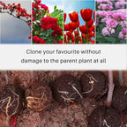 12 PCS Plant Root Growing Box, Reusable Air Layering Propagation Kit Rooting Ball Grafting Tools for Plant Propagation (4S+4M+4L)