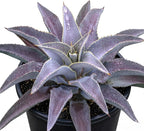 Mangave 'Purple People Eater' (1.5" Plug) - Live Succulent Plant, Agave Like Rosette, Colorful Desert Plants for Home Garden Decor, Beginner-Friendly Live Plants