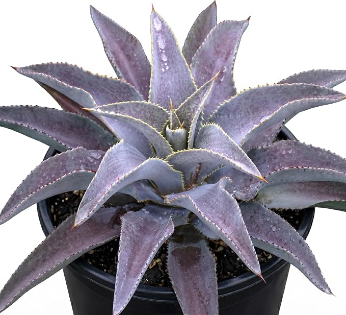 Mangave 'Purple People Eater' (1.5" Plug) - Live Succulent Plant, Agave Like Rosette, Colorful Desert Plants for Home Garden Decor, Beginner-Friendly Live Plants