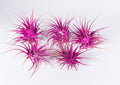 Air Plants - Tillandsia Ionantha - Organically Enhanced Color - Live Arrival Guaranteed - House Plants for Home Decor & Gift (Rose Pink 5pk)