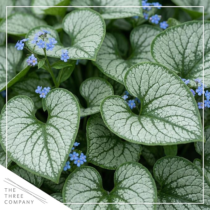 Live Brunnera 2-Pack – Sea Heart – Shade Perennial with Silver Foliage, Blue Spring Flowers, 10” Tall, 1 Qt Pot