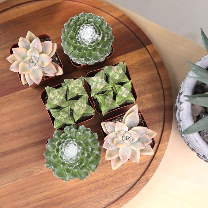 Altman Plants Deluxe Live Succulents (6 Pack), No Duplicates, Assorted Varieties, & Shapes, Easy Plant Care, 2 in Pots