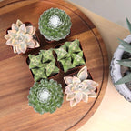 Altman Plants Deluxe Live Succulents (6 Pack), No Duplicates, Assorted Varieties, & Shapes, Easy Plant Care, 2 in Pots