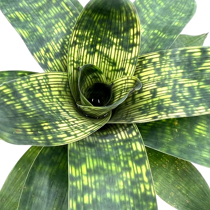 ragnaroc Live Plants – Bromeliad Vrisea Gigantea Nova, 4-8" in 4" Pot - 1ct - Live Arrival Guaranteed - House Plants for Home Decor & Gift
