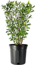 Wax Myrtle | 1 Large Trade Gallon Size Plant | Myrica Cerifera | Fast Growing Shrub, Privacy Screen, Evergreen Foliage, Ornamental, Drought Tolerant, Low Maintenance, Garden Landscape