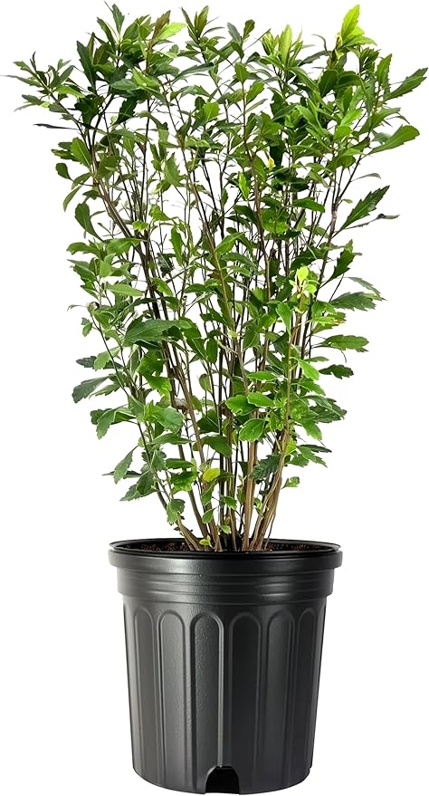 Wax Myrtle | 2 Large Trade Gallon Size Plants | Myrica Cerifera | Fast Growing Shrub, Privacy Screen, Evergreen Foliage, Ornamental, Drought Tolerant, Low Maintenance, Garden Landscape