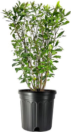 Wax Myrtle | 3 Large Trade Gallon Size Plants | Myrica Cerifera | Fast Growing Shrub, Privacy Screen, Evergreen Foliage, Ornamental, Drought Tolerant, Low Maintenance, Garden Landscape