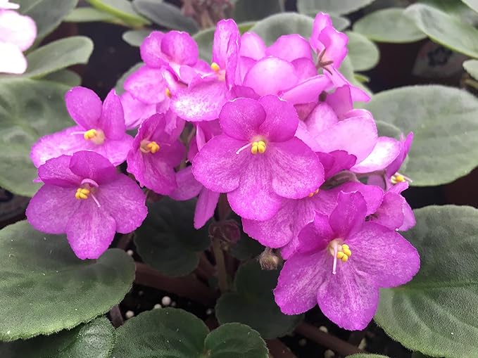 Optimara African Violet Variety Pack (2 Plants) 4" Pots, Grower's-Choice Assorted Varieties