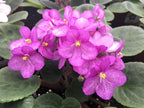 Optimara African Violet Variety Pack (2 Plants) 4" Pots, Grower's-Choice Assorted Varieties