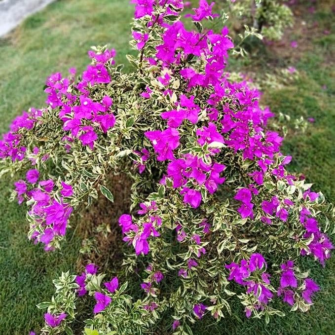 2 Bougainvillea Live Plants, Tropical Bougainvillea Flowering Vine, Fast Growing Outdoor and Container Plant, 4-8'' Tall (Variegated Purple Blooms)