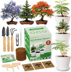 Jacaranda Bonsai Starter Kit – Complete DIY Indoor Growing Kit with Tools, Planter & Guide | Unique Gardening Gifts for Beginners, Women, Men, Mom & Dad | Live Plant Craft Hobby Set