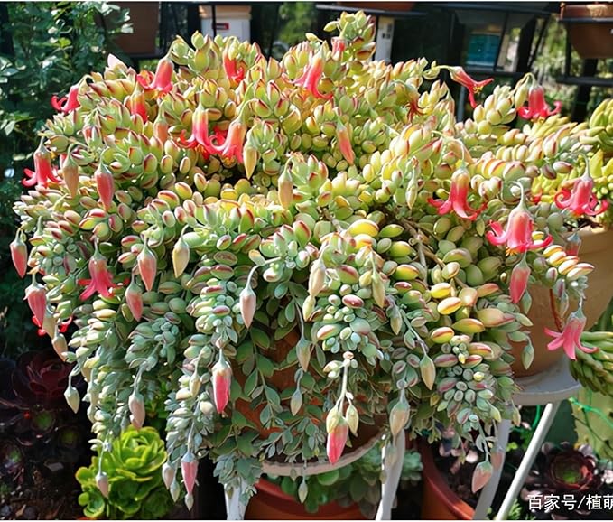 Sprout N Green Cotyledon Pendens, Live Succulent Fully Rooted in 4" Pot with Soil, Trailing Plant for Home Office Wedding Indoor Outdoor Hanging Decor DIY Project Party Favor, Keep Away from Pets