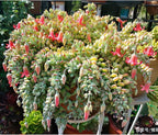 Sprout N Green Cotyledon Pendens, Live Succulent Fully Rooted in 4" Pot with Soil, Trailing Plant for Home Office Wedding Indoor Outdoor Hanging Decor DIY Project Party Favor, Keep Away from Pets
