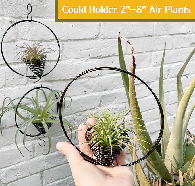 5.5" Air Plant Hangers for Ceiling & Windows, Airflow Hanging Air Plant Holder, Tillandsia Succulent Display Holders for Plant Wall - 3 pcs