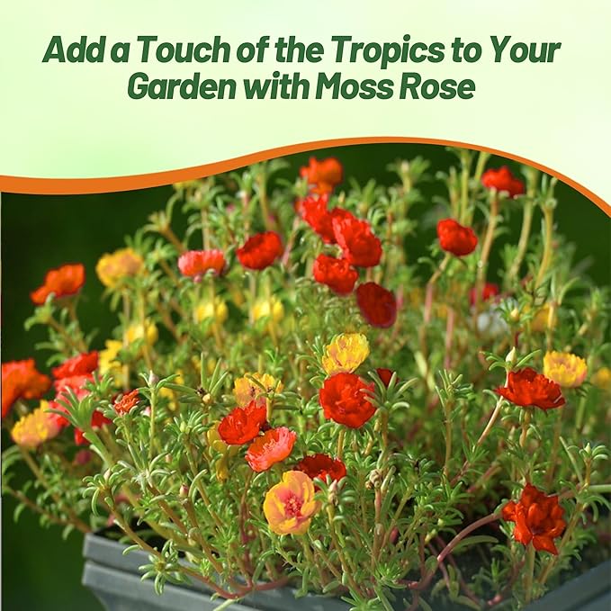 Outsidepride Tropical Mixed Moss Rose Seeds - 250 Pcs Annual, Drought & Heat Tolerant, Pollinator Friendly Ground Cover Seeds for Planting w/Vibrant Blooms & Succulent Foliage, Ideal for Xeriscaping