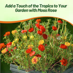 Outsidepride Tropical Mixed Moss Rose Seeds - 500 Pcs Annual, Drought & Heat Tolerant, Pollinator Friendly Ground Cover Seeds for Planting w/Vibrant Blooms & Succulent Foliage, Ideal for Xeriscaping