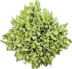 Succulents Plants Live Indoor Plants, Crassula Ripple Jade Live Houseplants, Live Succulents Live Plants Indoor Succulent Plants, Indoor Plant Real Succulents Plants House Plants by Plants for Pets