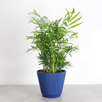 Thorsen's Greenhouse Parlor Palm Plant, Live Indoor Plant, Neanthe Bella Palm, Natural Air Purifier, Easy to Grow, Pet Safe Plant, 6-inch Diameter Pot (Navy (6" Pot))