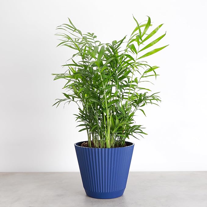 Thorsen's Greenhouse Parlor Palm Plant, Live Indoor Plant, Neanthe Bella Palm, Natural Air Purifier, Easy to Grow, Pet Safe Plant, 6-inch Diameter Pot (Navy (6" Pot))