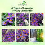 Outsidepride Linaria Alpina Alpine Toadflax Ground Cover Seeds - 250 Pcs Perennial, Dwarf Ground Cover, Attractive Green-Gray Foliage, Bright Violet Flowers Great in Full Sun & Well-Drained Rocky Soil