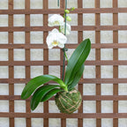 Better-GRO 19” Hanging Kokedama with Phalaenopsis Orchid – Indoor/Outdoor Planter- White