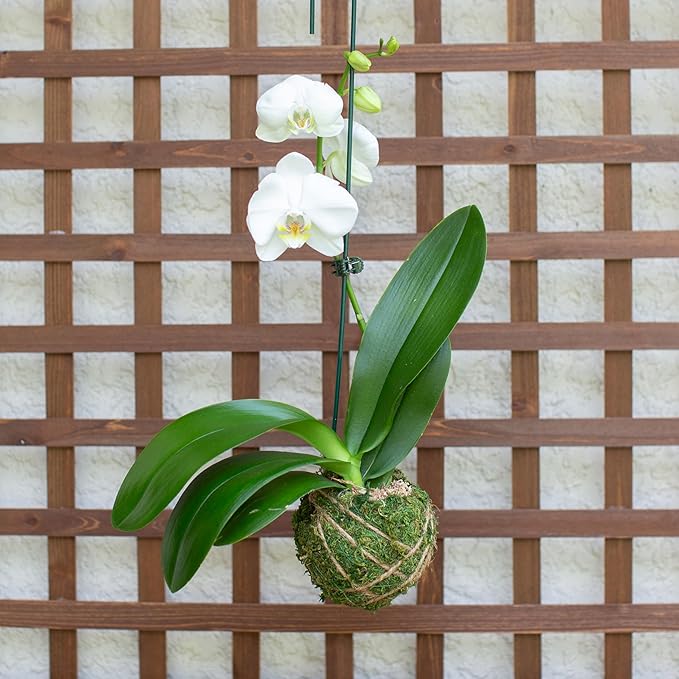 Better-GRO 19” Hanging Kokedama with Phalaenopsis Orchid – Indoor/Outdoor Planter- White