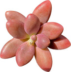 Live Succulents Plants Pachyveria Sugar Beauty 2 inches,Rare red Succulents Bare Root Without Pot Soil, Live Plants Indoor Office Decoration Wedding and Gift