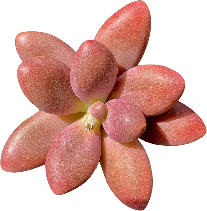 Live Succulents Plants Pachyveria Sugar Beauty 2 inches,Rare red Succulents Bare Root Without Pot Soil, Live Plants Indoor Office Decoration Wedding and Gift