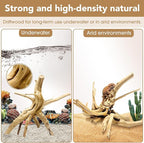 Jorewood Natural Large Spiderwood Driftwood for Aquarium Decor Rptile Fish Tank Decoration Assort Branch 11-14'' 2 Pcs