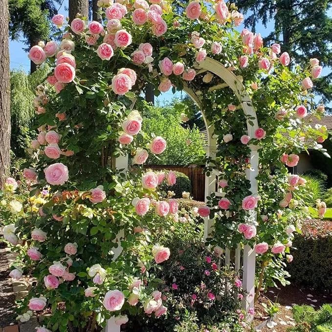 Mix Climbing Rose Seeds for Planting, 250+pcs Rare Climbing Rose Flower Seeds Plants, Heirloom Non-GMO Bush Vine Cover Hybrid Climber Rosa Flowers for Home Garden Outdoors